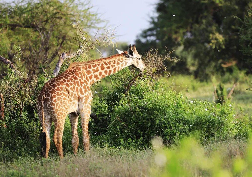 Mikumi Safari