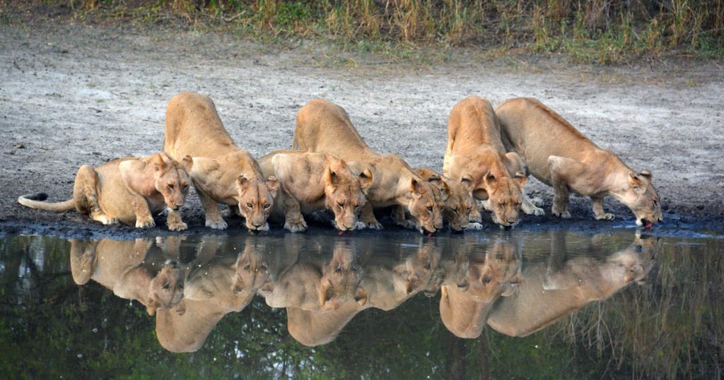 GoSaed transport and tours in Dar es Salaam